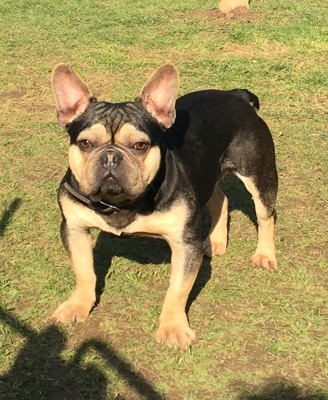 French bulldog male | in Grays, Essex | Gumtree