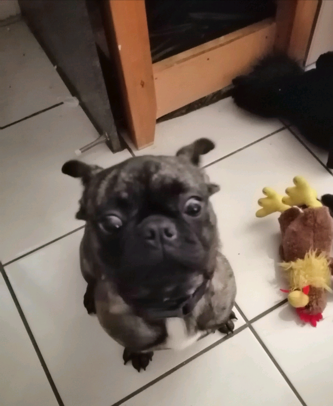 Frenchie X pug in Leeds, West Yorkshire Gumtree