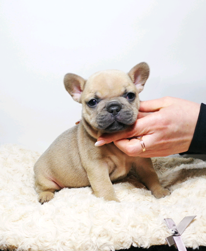 French Bulldog Pet Insurance Jo French Bulldog puppy