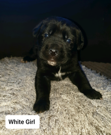 Cane Corso In Scotland Dogs Puppies For Sale Gumtree