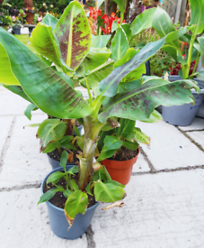 Banana plants 
