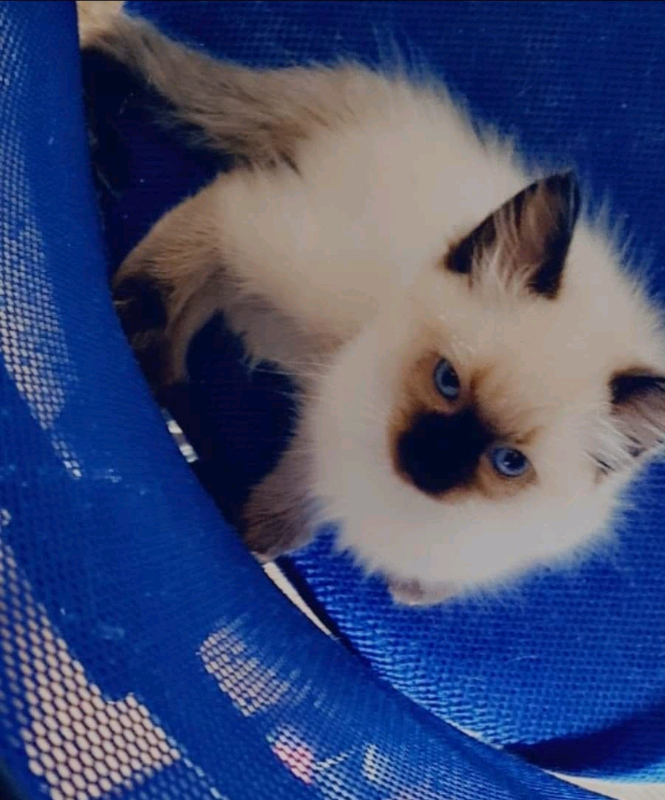 Ragdoll kitten in Kirkcaldy, Fife Gumtree