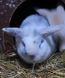 giant rabbits for sale perth