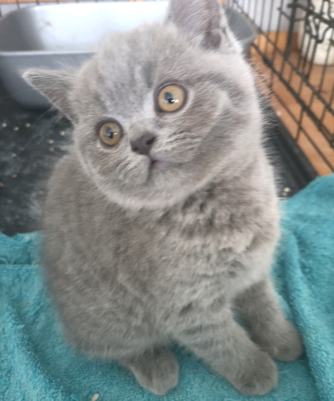 Bsh blue kittens in Cardiff Bay, Cardiff Gumtree