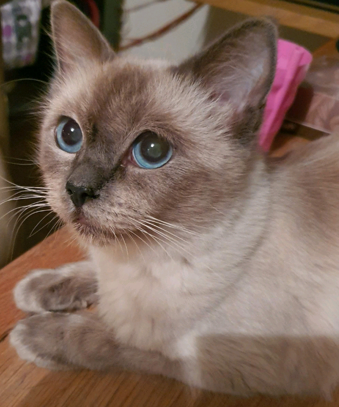 Ragdoll kittens Females and Males | in Burntisland, Fife | Gumtree