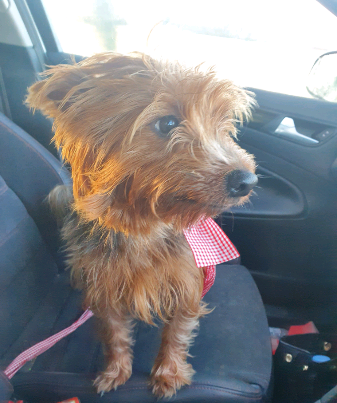 Norwich terrier gumtree cheap