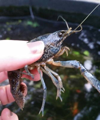 -3- Self Cloning (Females) Marbled Crayfish -Breeding Size-