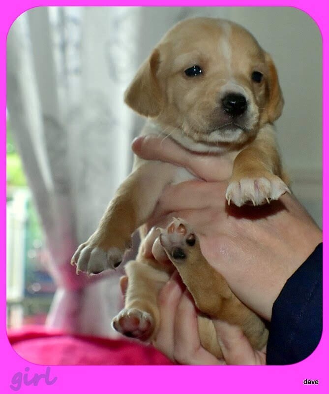 puppys for sale in Walsall, West Midlands Gumtree