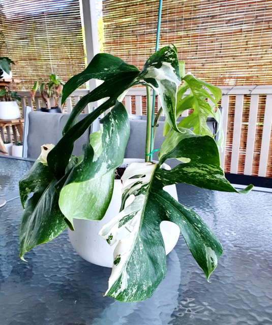 Variegated Monstera Established Rare Aroid Borsigiana ...