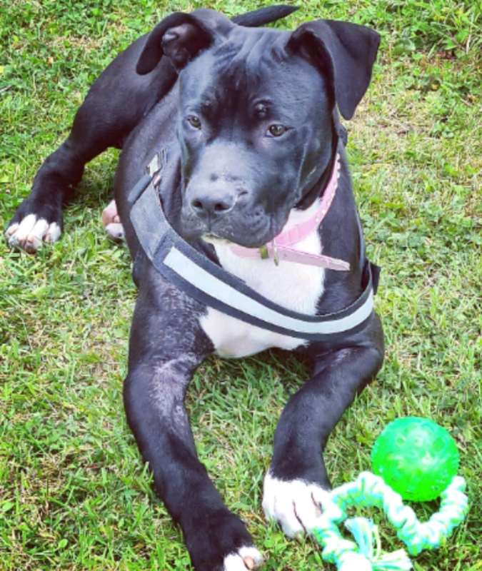 XL American Bully | in Craigavon, County Armagh | Gumtree