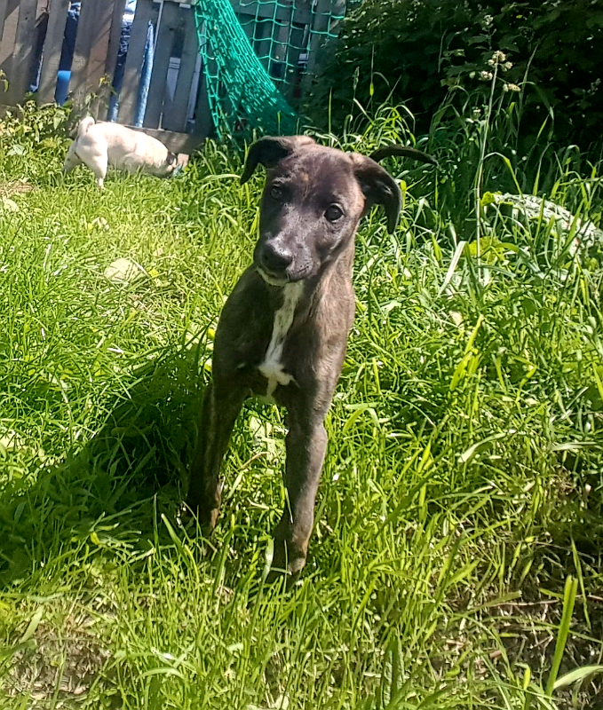 Lurcher puppy in Sunderland, Tyne and Wear Gumtree