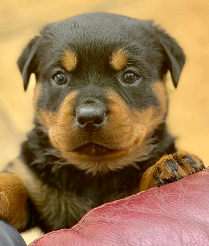 Rottweiler Puppies Kennel Club Registered in Stokesley, North