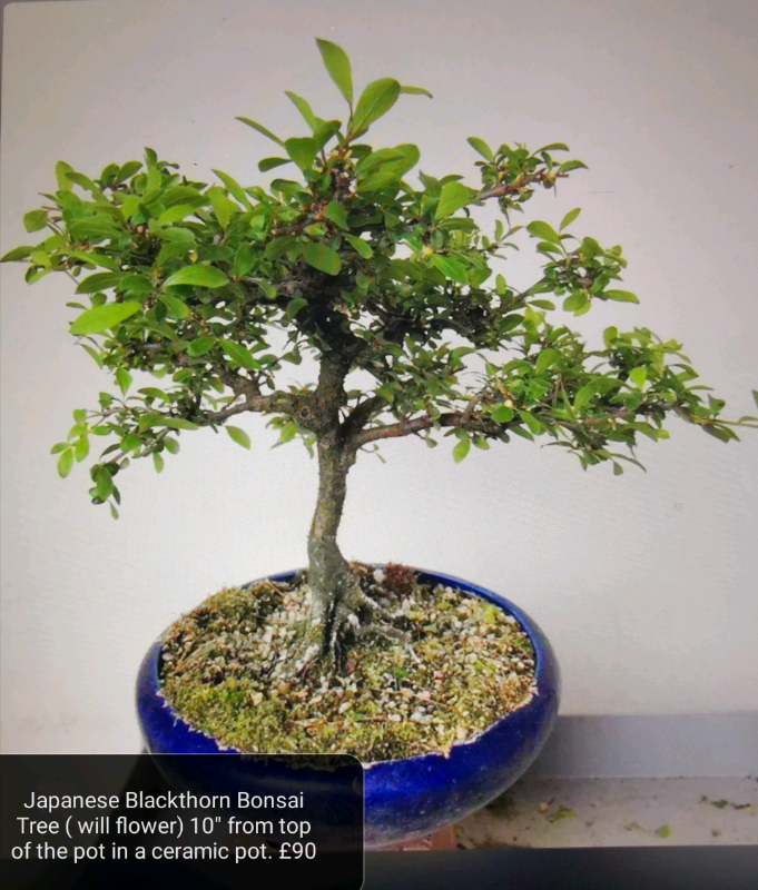 Blackthorn Bonsai Tree in a ceramic pot / plants / Garden/Xmas in