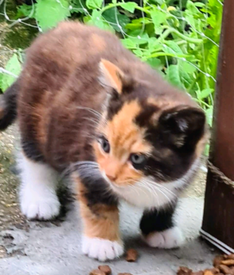 Kittens For Sale In Kittens In Bexley London Cats Kittens For Sale Gumtree