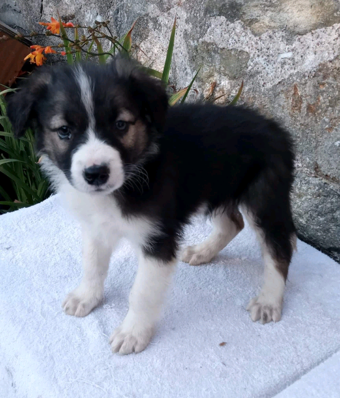 Both Injections Done Beautiful Tri Colour Border Collie Puppy Boy