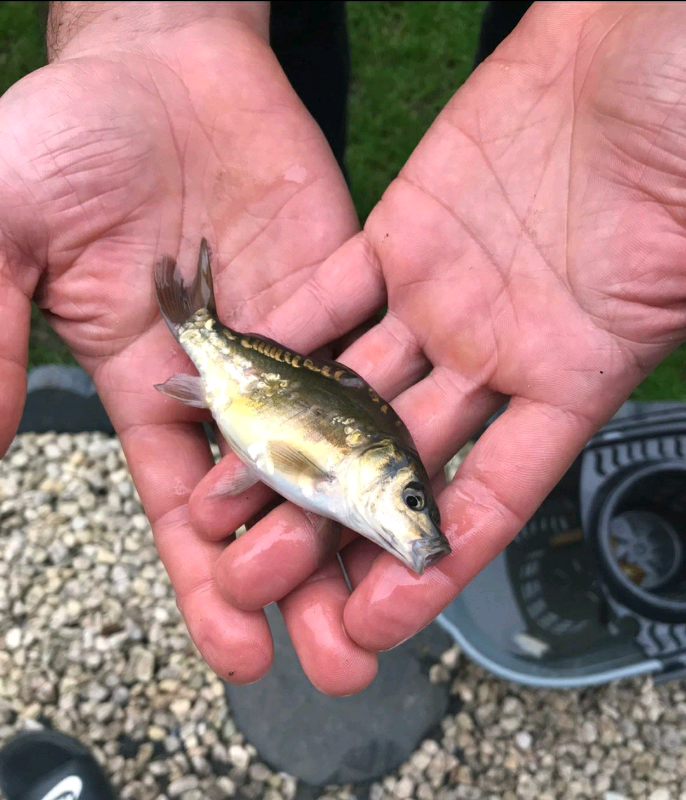 Carp & Gold Fish - $ 86