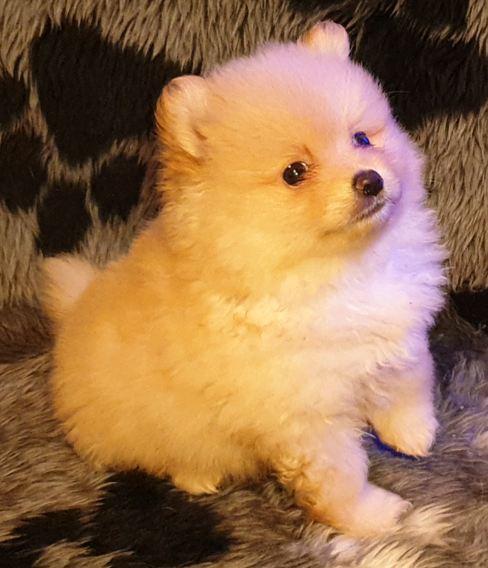 Delightful Pomeranian Puppies for Sale in Brentford