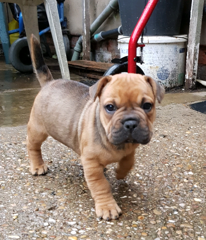 Frenchie Pei Puppies Now Sold In Crowle Lincolnshire Gumtree