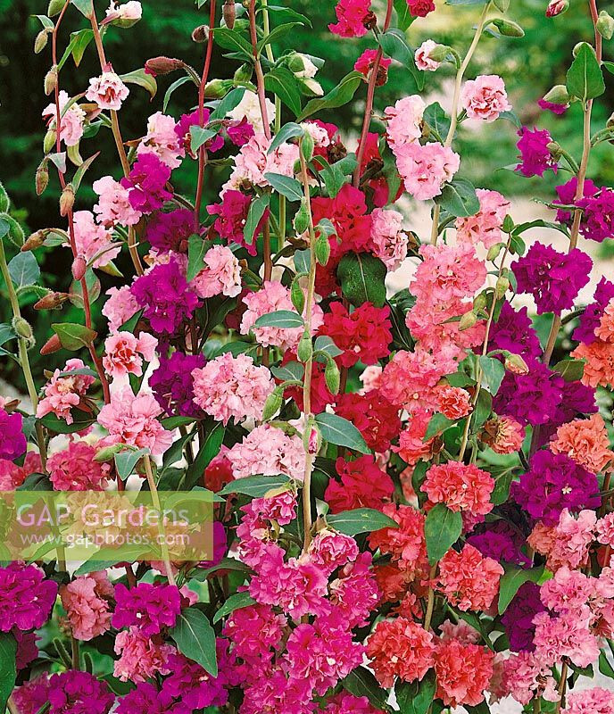 mountain garland, CLARKIA, 1500 seeds! GroCo - BUY ANY 10 - SHIPS FREE