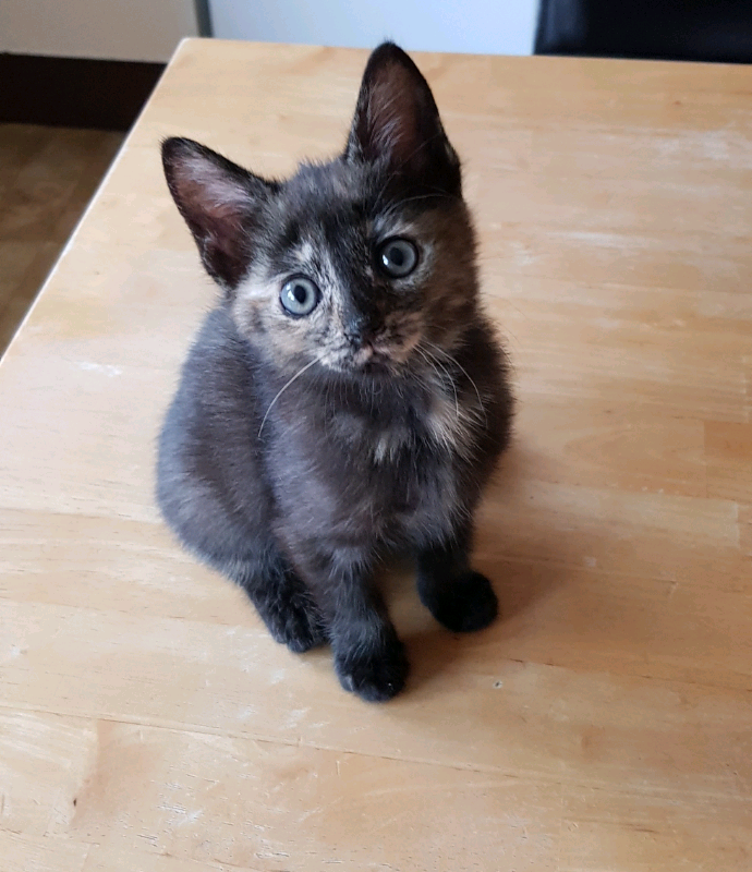 Simple Bombay Cat For Sale In India Images