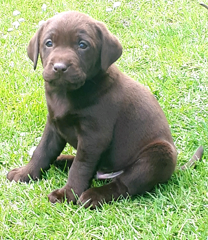 Labrador pups in Downpatrick, County Down Gumtree