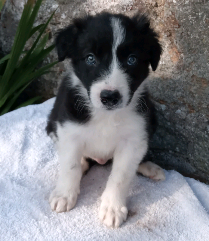 Long Haired Black White Border Collie Puppy Boy Pup In