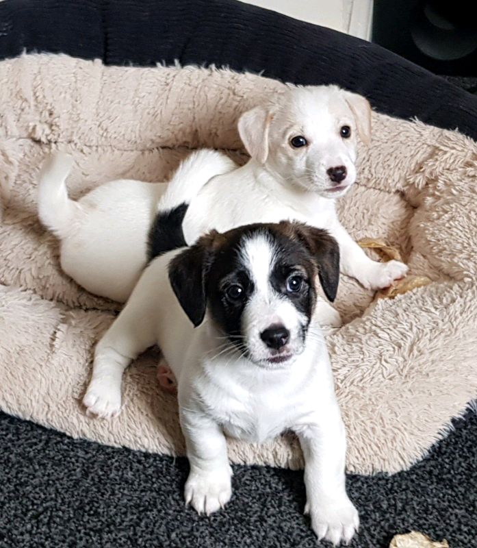 Jack Russell Puppies for sale in Ashington, Northumberland Gumtree