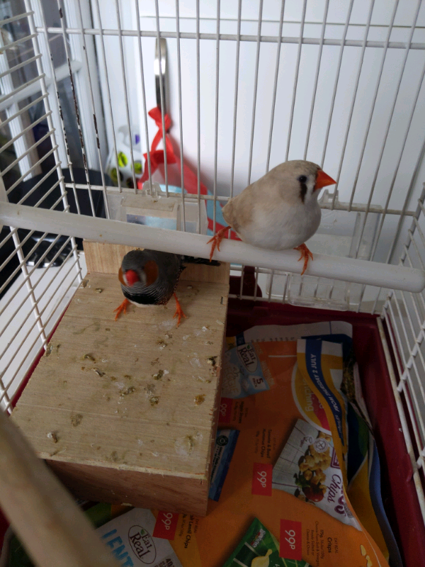 Zebra finch cage accessories clearance