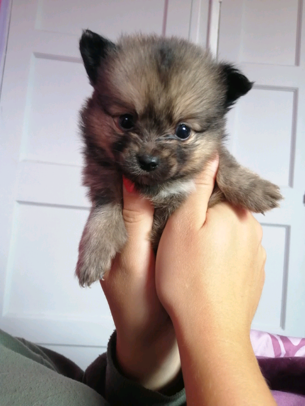 Pomeranian x chihuahua puppies for sale hotsell