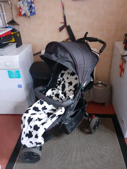 Zobo three wheeled stroller online
