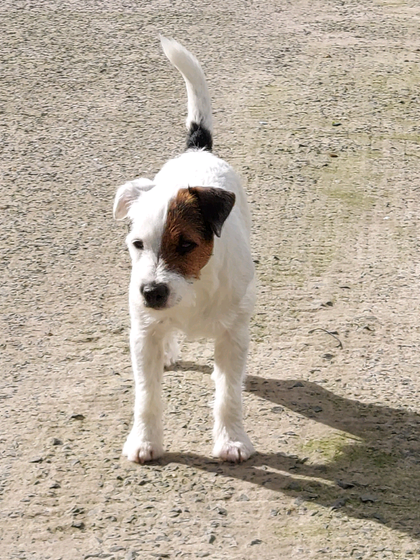 Jack Russell Kc Registered 2024 elgincountymidwives