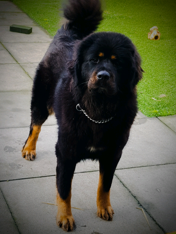 Tibetan mastiff for sale gumtree cheap