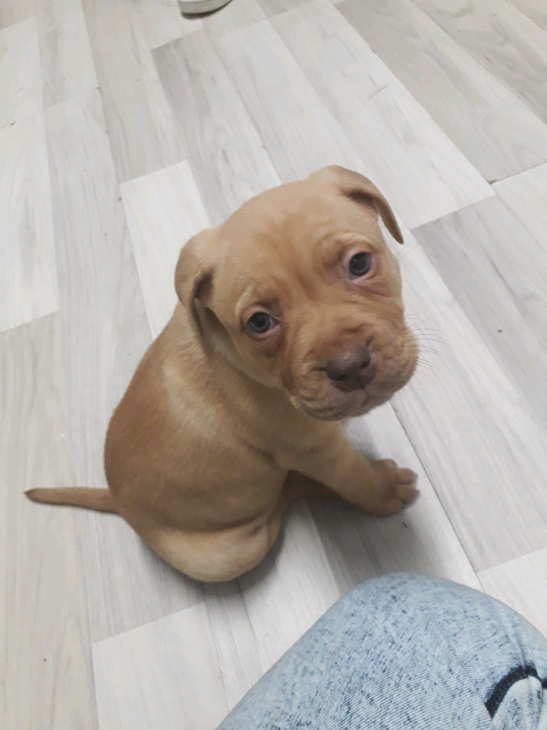 Bullmastiff x staffy hotsell puppies for sale