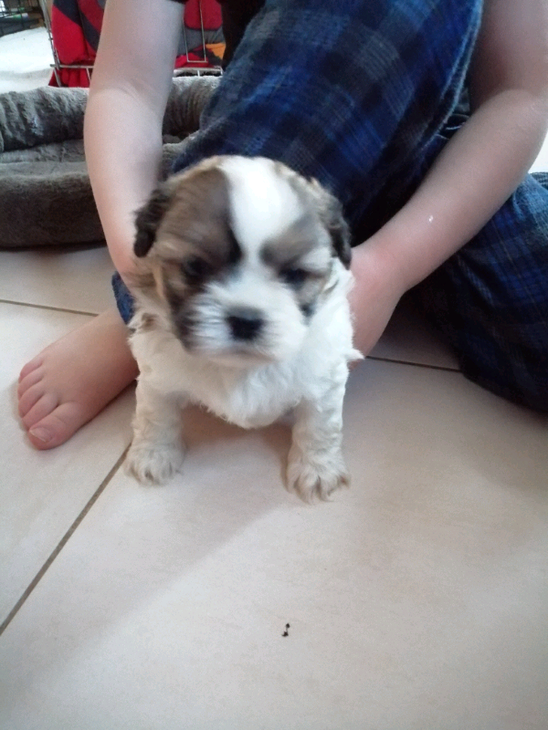 Shichon puppies for sale gumtree best sale