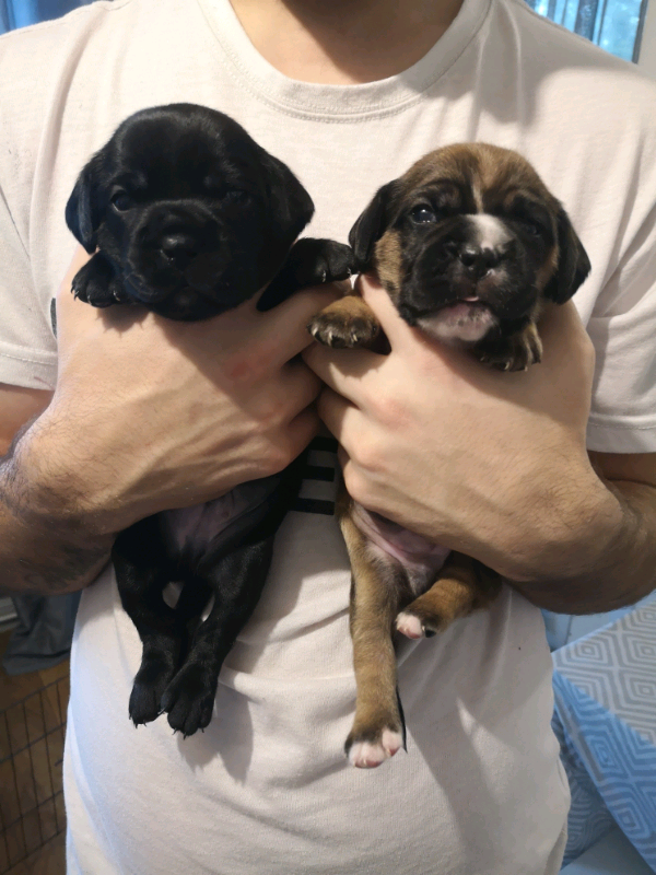 Springer cross pug discount
