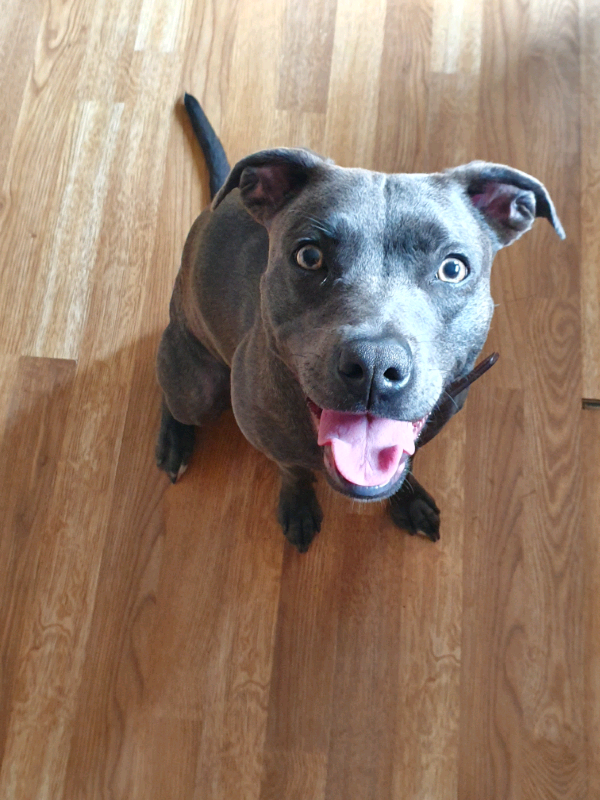 Staffordshire Bull Terrier cross Whippet | in Thetford, Norfolk | Gumtree