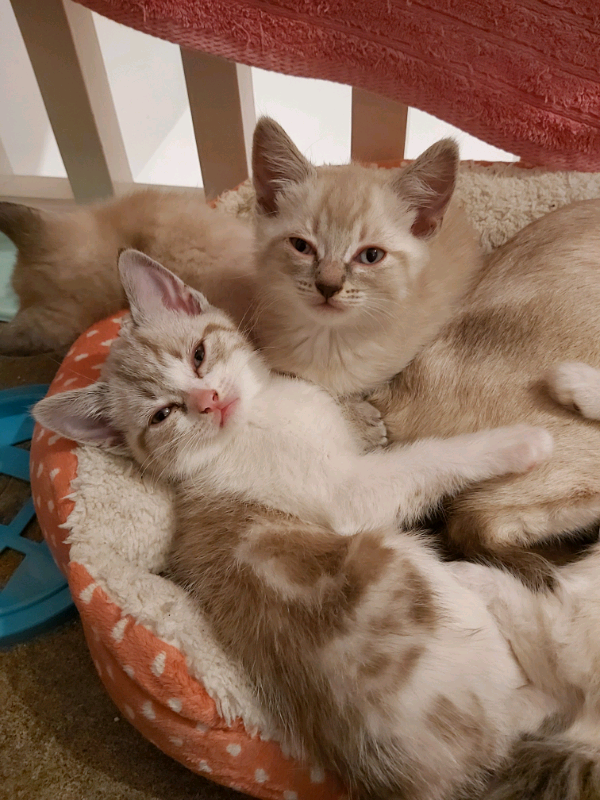 5 Snowshoe Kittens in North Baddesley, Hampshire Gumtree