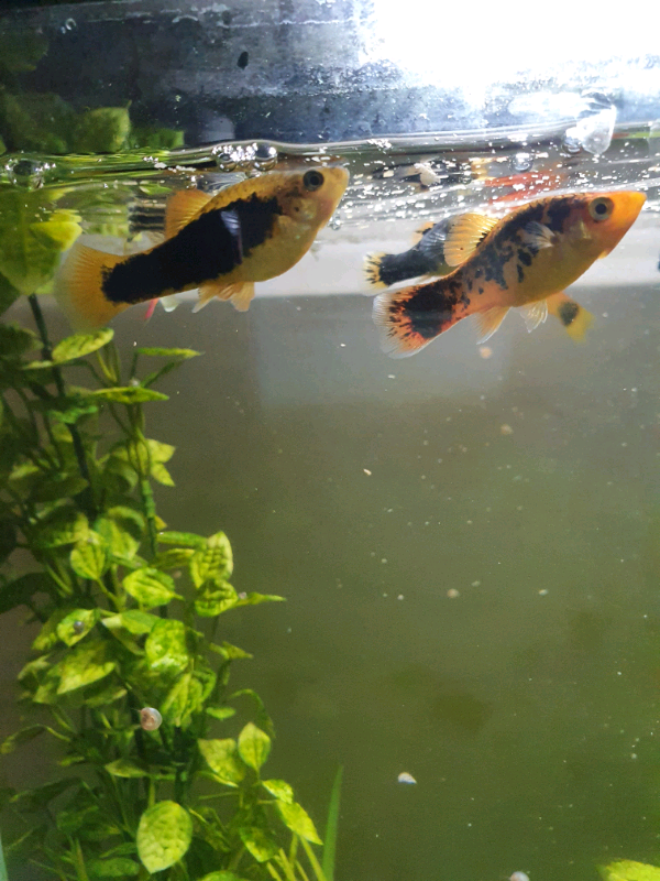 Fish pets in Stoke Gifford, Bristol Gumtree
