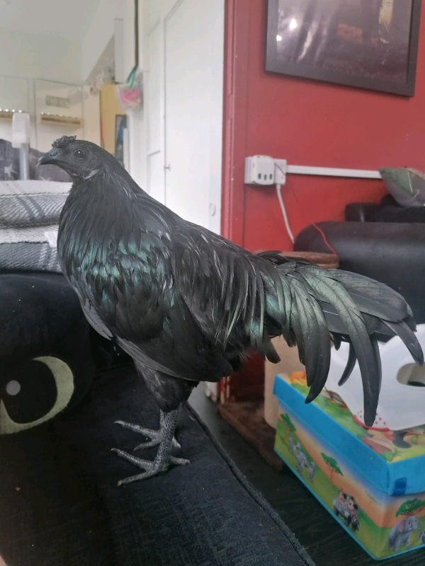 Ayam Cemani X Black sumatran bantam rooster | in Romford, London | Gumtree