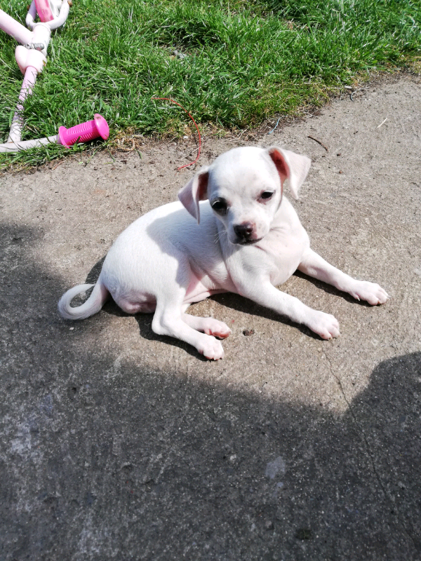 Deer head chihuahua girl in Newry, County Down Gumtree