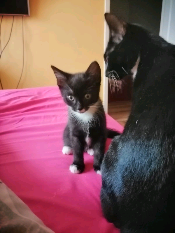 Nice kittens for sale in Norwich, Norfolk Gumtree