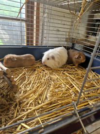 Bonded boy guinea pigs 