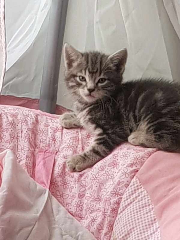 Kittens for sale in Gabalfa, Cardiff Gumtree