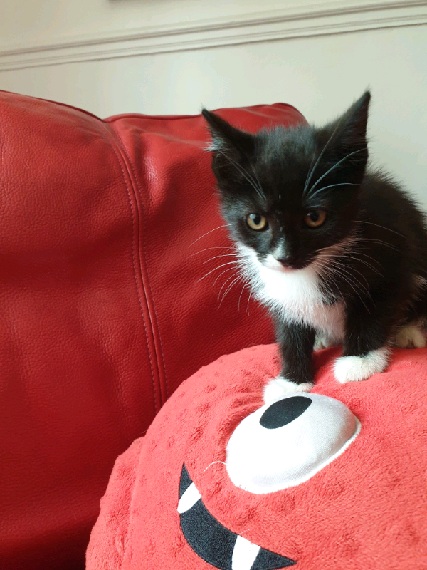 Kittens in Sheffield, South Yorkshire Gumtree