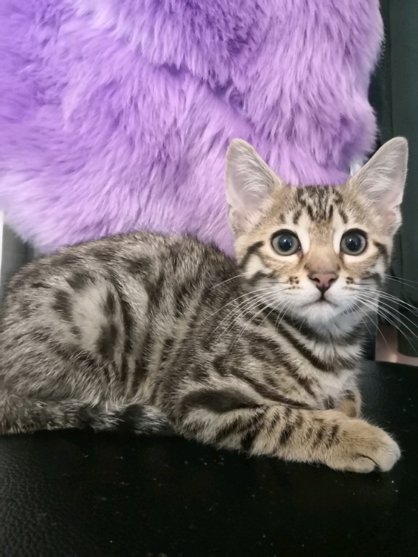 Bengal Cross Kittens in Cambuslang, Glasgow Gumtree
