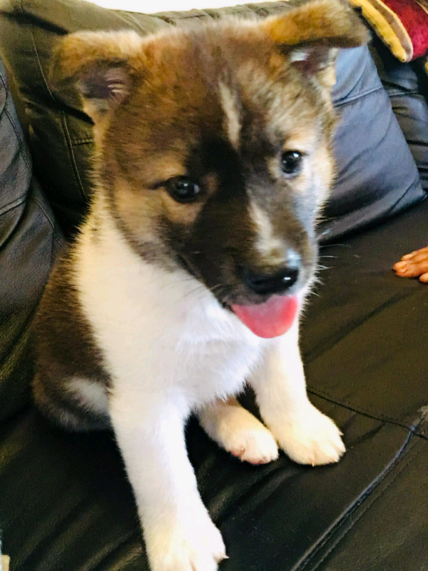 Akita female puppy for sale in Derby, Derbyshire Gumtree