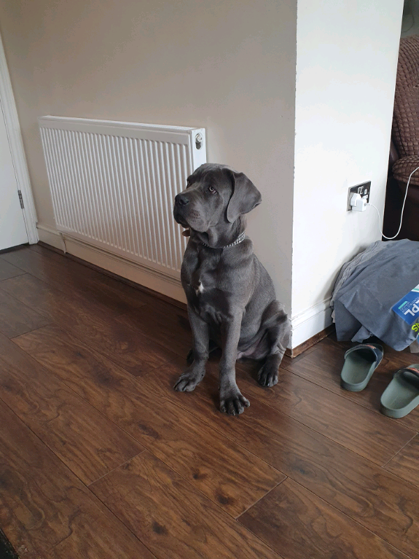 8 Month Cane Corso For Sale In Ilford London Gumtree