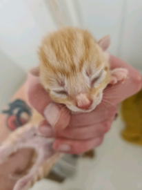 Kittens in Maidstone, Kent | Cats & Kittens for Sale - Gumtree