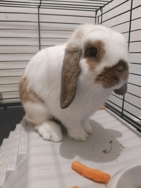 Mini Lop Rabbit and cage in Aberdeen Gumtree