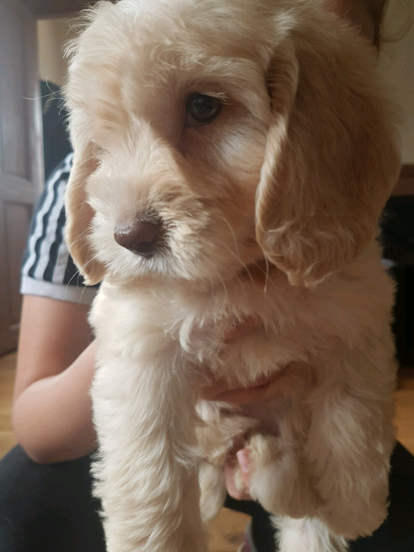 F1 Cockapoo Puppies  In Martock, Somerset  Gumtree-3529